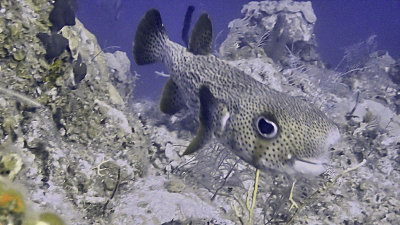 Porcupinefish