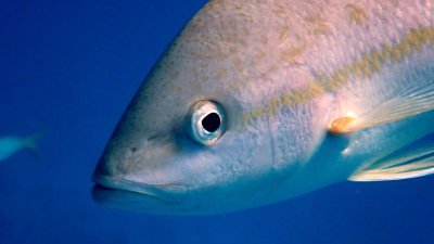 Snapper, Yellowtail