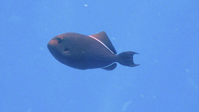 Triggerfish, Black Durgon