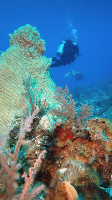 Brain Coral