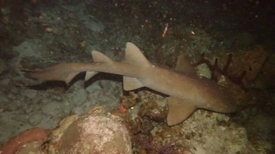 Shark, Nurse