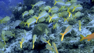 Grunt, French and Yellow Goatfish