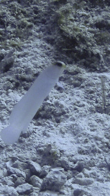 Jawfish, Yellowhead