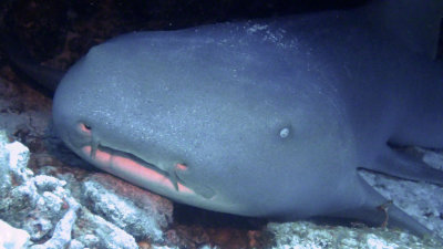 Shark, Nurse