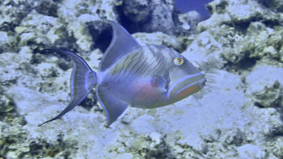 Triggerfish, Queen