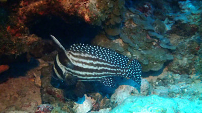 Drum, Spotted - Adult