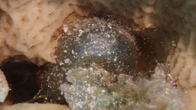Algae, Sea Pearl