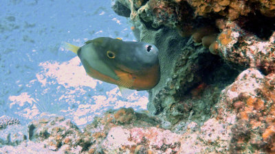 Filefish, Whitespotted