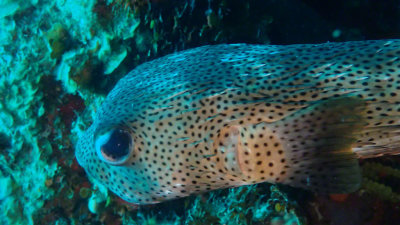 Porcupinefish