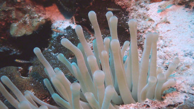 Anemone, Giant