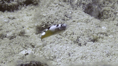 Tobaccofish