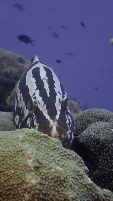 Grouper, Nassau