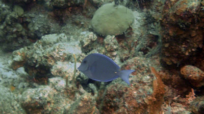 Tang, Blue