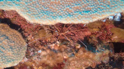Crab, Yellowline Arrow