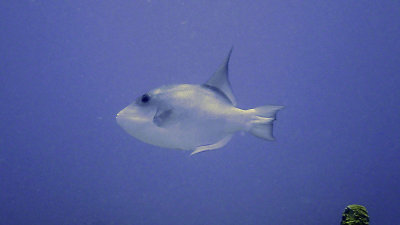 Triggerfish, Ocean