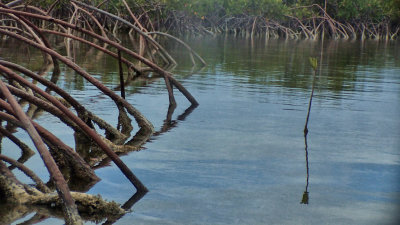 Mangrove Cay