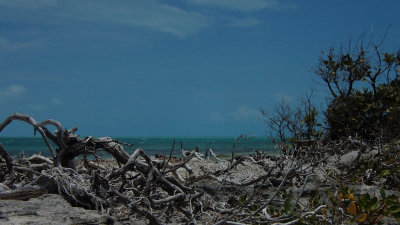 Mangrove Cay