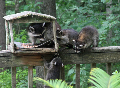 Racoons_0251.JPG