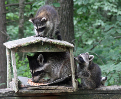 Racoons_0260.JPG