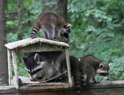 Racoons_0264.JPG