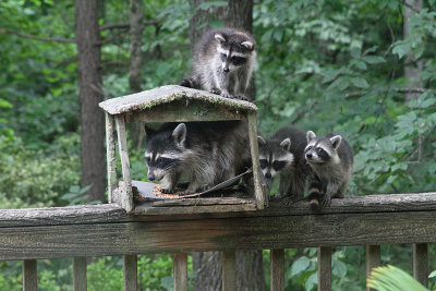 Racoons_0267.JPG