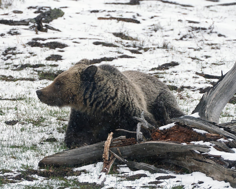 Bear Looking Left