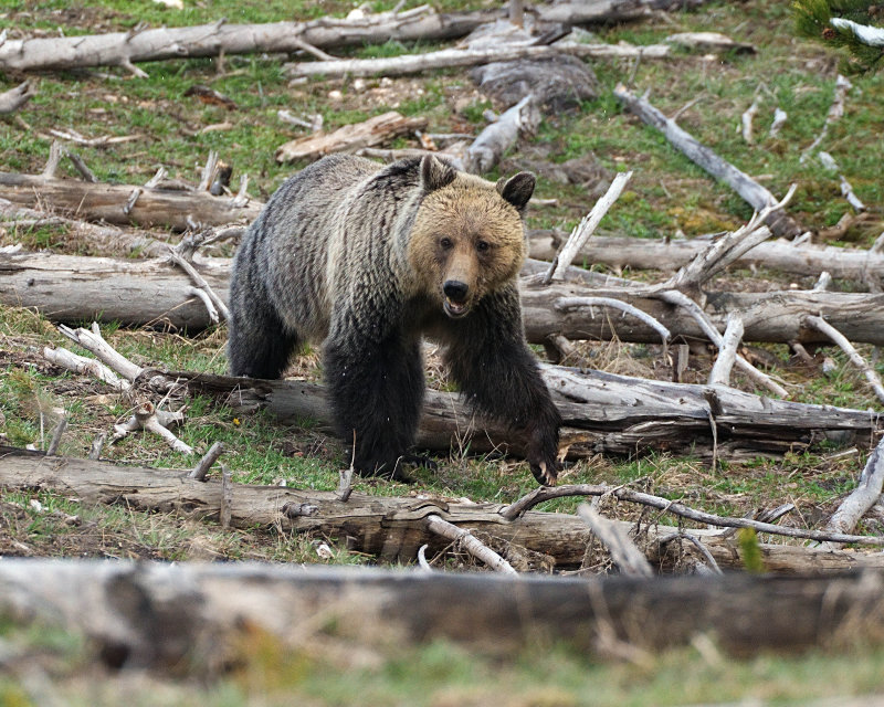 Bear on the Move