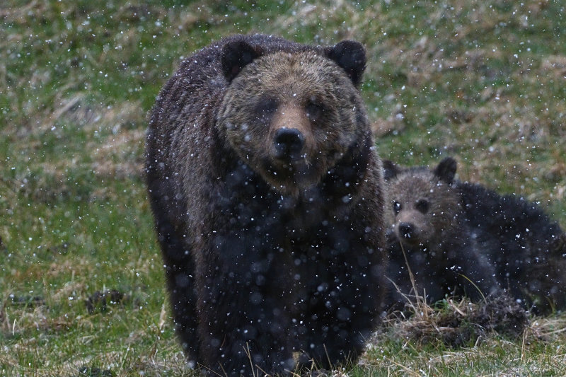 Beryl in the Snowstorm