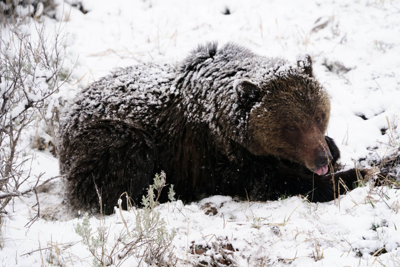 Grizzly Sticking Out Its Tongue