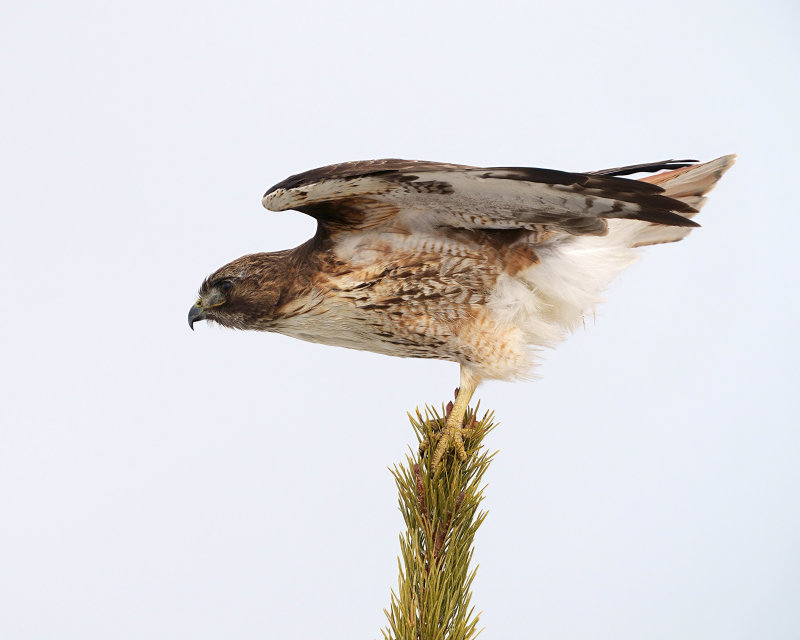 Red Tail Prepped for Takeoff