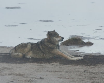 Wolf Stretching on the Beach at Nymph Lake.jpg