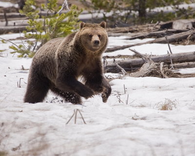 Grizzly Running Across the Snow.jpg