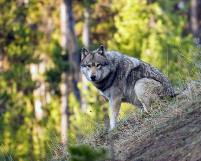 Wolf Sitting at Canyon Junction.jpg