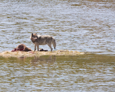 Wolf on an Elk Carcass at Nymph Lake.jpg
