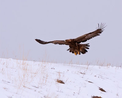 Golden Eagle Soaring Over the Hillside.jpg