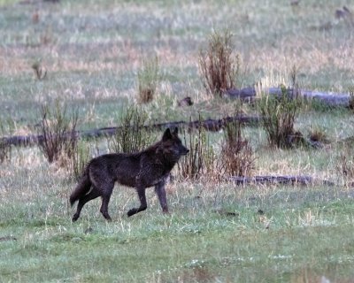 Junction Butte Pack Wolf at Slough Creek.jpg