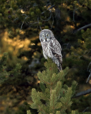 Great Grey Owl at Bridge Bay.jpg