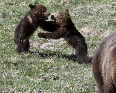 Cubs Fighting.jpg