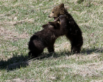 Fighting Cubs.jpg