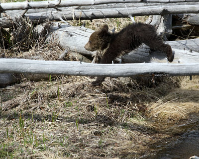 Grizzly Cub Jumping.jpg