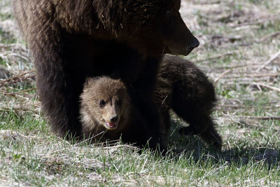 Grizzly Cub Peeking out from under_mom.jpg