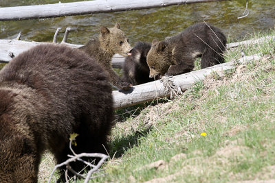 Grizzly Cubs with Mom.jpg