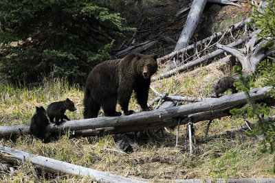 Grizzly Family on the Log.jpg