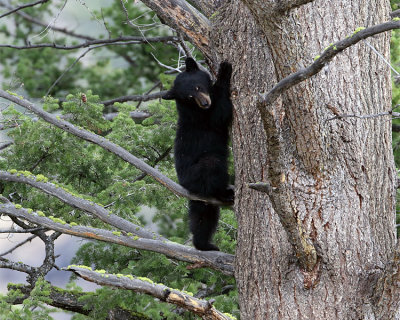 Bear Cub in a Tree.jpg