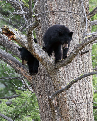 Treed Cubs.jpg