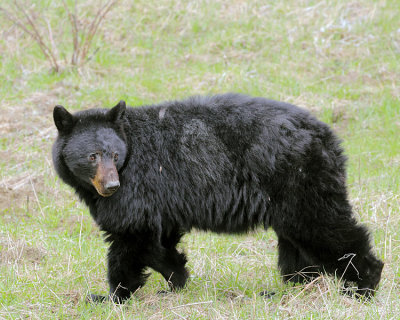 Black Bear Looking Back.jpg