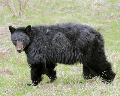 Black Bear Near Pebble Creek.jpg
