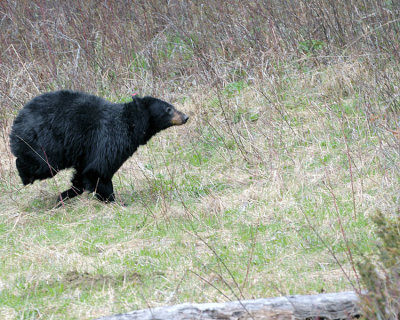 Black Bear on the Run.jpg