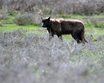 Wolf in the Hayden.jpg