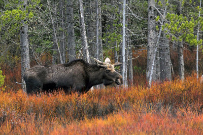 Bull Moose at Baronette.jpg